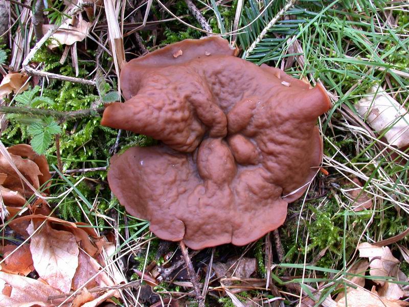 Discina perlata